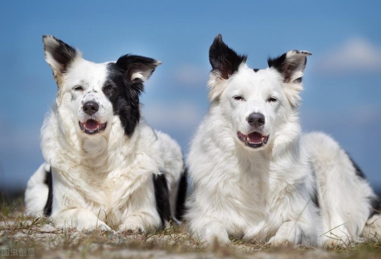 边境牧羊犬从广州市托运潍坊市过程分析