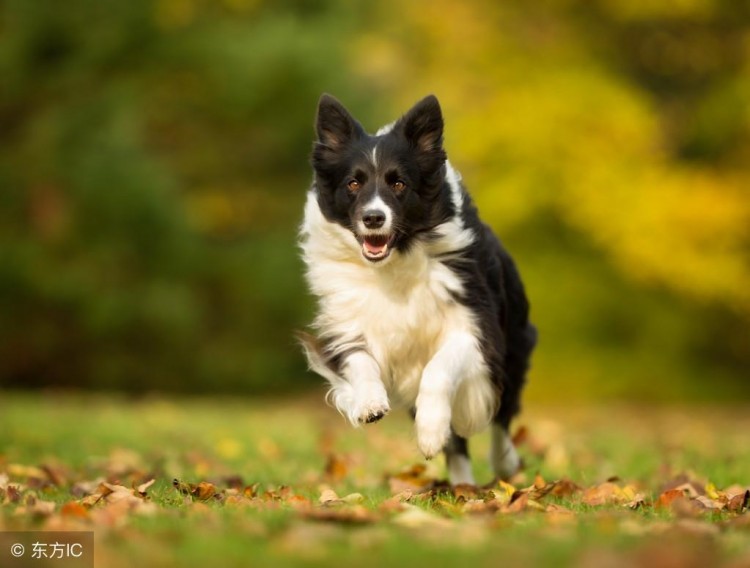 边境牧羊犬，常见的4大精神病，你家占几个？