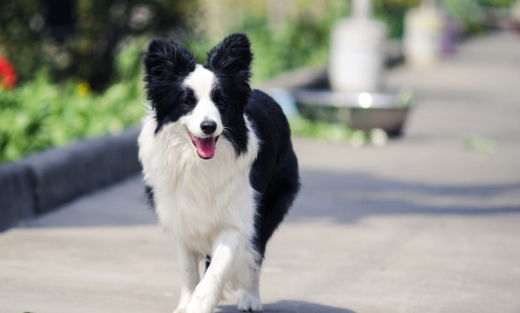 边境牧羊犬吃什么狗粮好？边境牧羊犬狗粮推荐