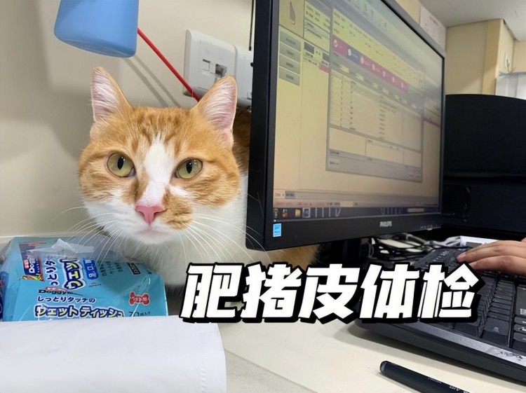 猫咪过得很幸福会有这几种迹象是装不出来的！