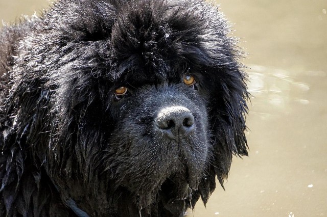 超大型犬当中的憨厚犬种来自纽芬兰的纽芬兰犬它们是怎样的狗