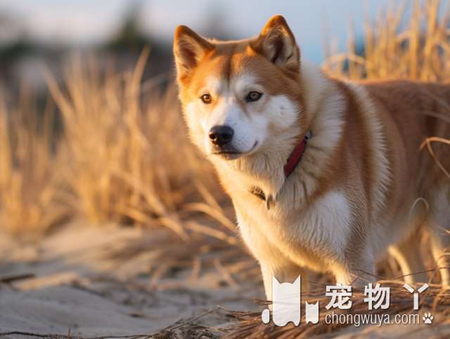 养狗狗的时候，幼犬一定比成年犬好吗？其实它们各有利弊