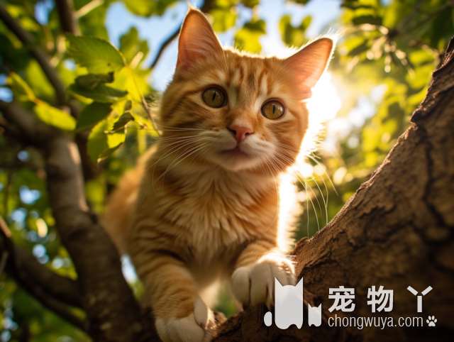 金吉拉和其他猫相处吗？